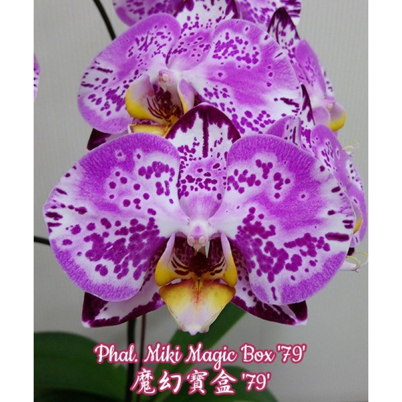 Орхiдея Phal. Miki Magic Box 79 1,7 - купити, доставка Україна